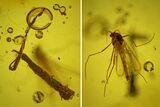 Detailed Fossil Fly (Chironomidae) & Wood Splinter in Baltic Amber #170078-1